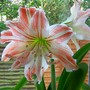 Amaryllis 