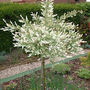 Standard Willow (Salix Integra 'Hakuro-nishiki')
