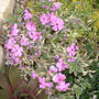 Phlox amoena variegata (Phlox amoena variegata)