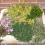 Sedum rupestre (Sedum rupestre)