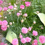 Armeria maritima (Armerie vulgaire)