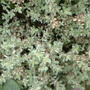Thyme Silver Posie (Thymus)