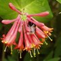 Bee1