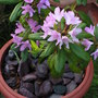 POTTED UP THIS YEAR........................