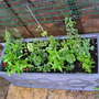 TROUGH OF MIXED PLANTS