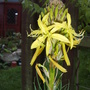 Asphodeline_lutea