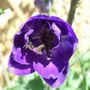 Delphinium 'Black Knight' (Delphinium 'Black Knight')