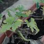 Courgette remnants
