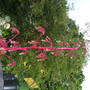 Dscf0726