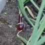 Onions