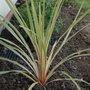 Cordyline australis (Cordyline australis)