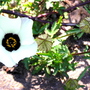 Venice Mallow (Hibiscus trionum)