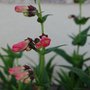 Penstemon Sea Coral