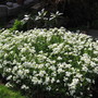 rock cress (Arabis alpina (Alpine Rock-cress))
