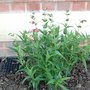Penstemon Sea Coral