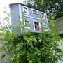 Birdhouse - Rose is growing fast