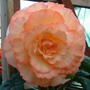 Dlt_rachel_ann