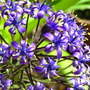 Caribbean lily (Scilla peruviana)