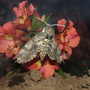 Manduca Moth on Alstroemeria