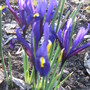 Dwarf Siberian Iris (Iris sibirica (Siberian iris))