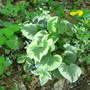 Brunnera_macrophila_variegata_5-07-08_exc_med
