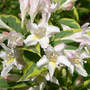 Weigela "Variegata" (Weigela)