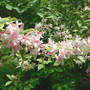 Weigela "Variegata", One Branch (Weigela)