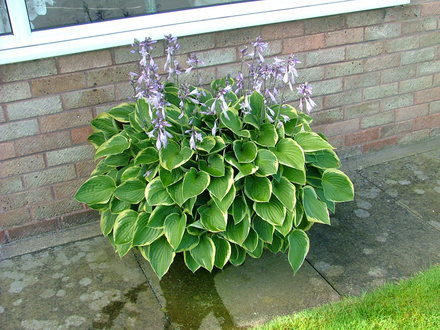 A garden flower photo