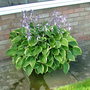 A garden flower photo