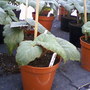 My friends garden / greenhouse