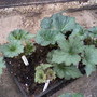 My friends garden / greenhouse