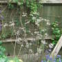 Anthriscus_sylvestris__ravenswing_