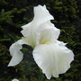 Bearded_iris_4