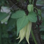 Clematis_chiisanensis