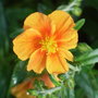 Helianthemum 'Ben Afflick' (Helianthemum)
