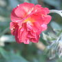 Helianthemum 'Red Orient' (Helianthemum)