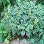 Lamium galeobdolon 'Hermans Pride' (Lamium galeobdolon 'Hermans Pride')
