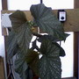 B. Lucerna (Begonia)
