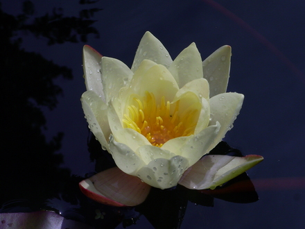 Water lilly in the rill at York Gate