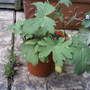 Delphiniums (Delphinium)