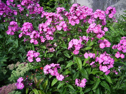 Phlox (Phlox paniculata (Perennial phlox))