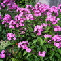Captured_2007-7-28_00002