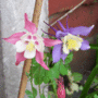 Blue & Pink Aquelegias