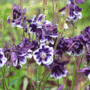 Purple & White Aquelegias