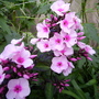 Phlox paniculata (Perennial phlox)