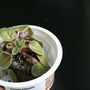 african violet 1 (saintpaulia)