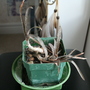aloe vera (aloe barbadensis)