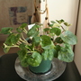 cyclamen (Cyclamen hederifolium)