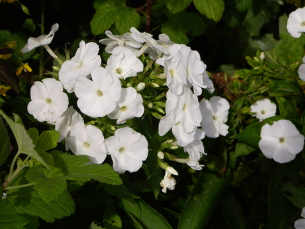 White Phlox (Phlox paniculata (Perennial phlox))
