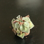 african violet 2 (saintpaulia)